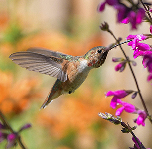 Attracts Hummingbirds