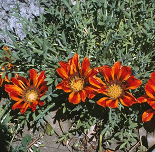 Water Wise Ground Covers