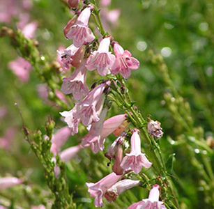 Water Wise Perennials