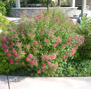 Lawn to Garden Shrubs