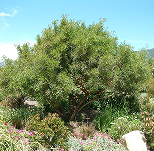 Lawn to Garden Trees