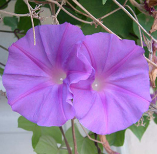 Water Wise Vines