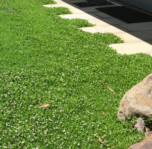Lawn Alternatives