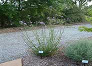 Brazilian Lilac Verbena