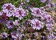 Cedros Island Verbena