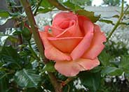 Standard Rose