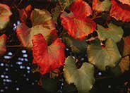 California Grape cv.