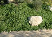 Ground Cover Myoporum