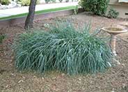 Canyon Prince Wild Rye, Island Blue
