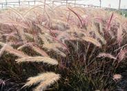 Eaton Canyon Dwarf Fountain Grass