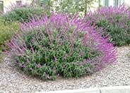 Mexican Bush Sage