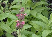 Hummingbird Sage, Pitcher Sage