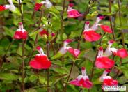 Hot Lips Sage