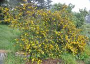 Flannel Bush, Fremontia cv.