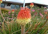 Red Hot Poker