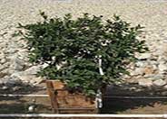 Meyer Lemon