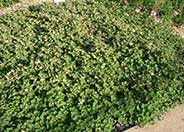 Taiwan Creeping Blackberry