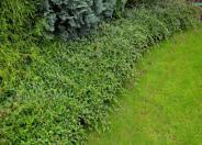 Bearberry Cotoneaster