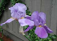 Breakers Bearded Iris