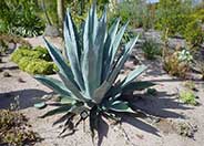 Century Plant, Maguey