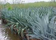 Smooth-edged Agave