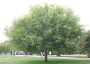 Arizona Ash, Velvet Ash