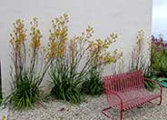 Kangaroo Paws, Green