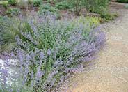 Giant Catmint