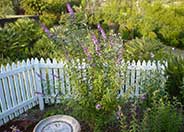 Butterfly Bush, Summer Lilac