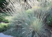 Blue Oat Grass