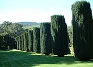 Irish Yew