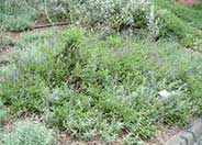 Dara's Choice Creeping Sage