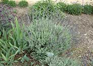 Goodwin Creek Grey Lavender