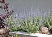 Blue Spire Russian Sage