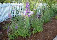 Border or Garden Penstemon