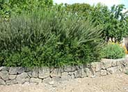 Ken Taylor Rosemary