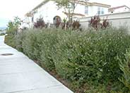 Coast  Rosemary