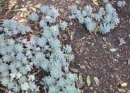 Ghost Plant