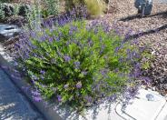 Purple Autumn Sage