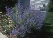 Azure Sage