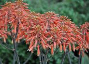 Coral Aloe