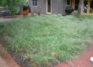 Purple Needlegrass