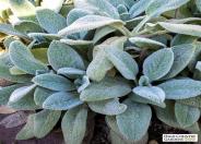 Lamb's Ears