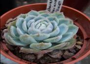 Violet Queen Hens and Chicks
