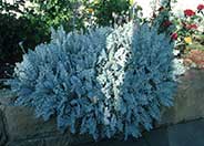 Dusty Miller