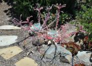 Palo Verde Dudleya