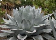 Whale's Tongue Agave