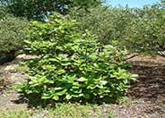 Pacific Madrone