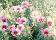 Robust Hedgehog Cactus