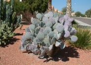 Purple Prickly Pear